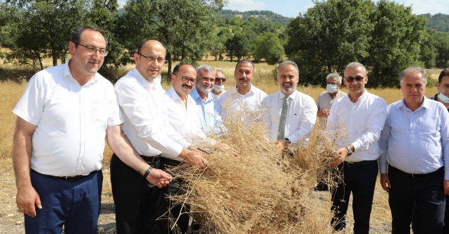 Bursa'da siyez buğdayı ve çörek otunda hasat zamanı