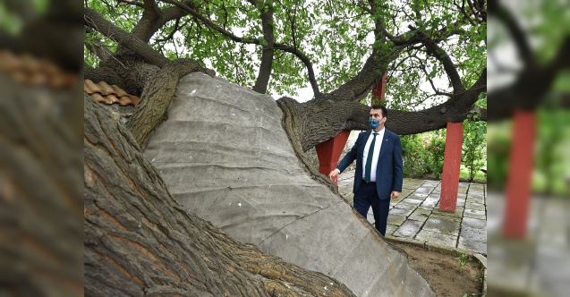 Kosova’daki Tarihi Ağacı Osmangazi Yaşatıyor