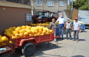 Karacabeyli çiftçiler kavun hasadından memnun