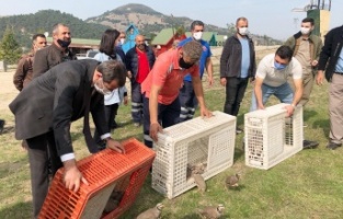 Gürsu’da keklik popülasyonu arttırılıyor