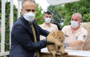 Aslan ailesinde yavru sevinci