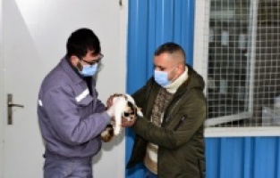 Çelenkler kediler için yuva oldu