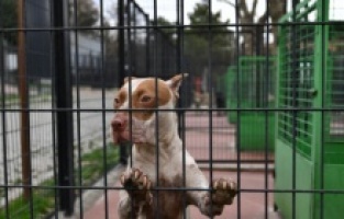 Osmangazi’de yasaklı ırk köpek denetimi artırıldı