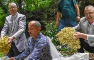 Karacabey’in dünyaca ünlü ıhlamur ormanlarında hasat başladı