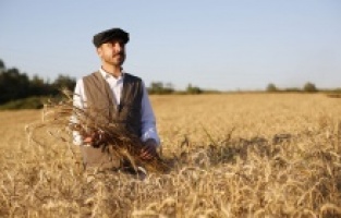 Kestel Belediyesi Türkiye’nin en ucuz ekmeği için buğdayları hasat etti